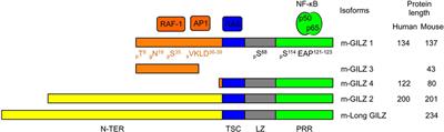 Glucocorticoid-Induced Leucine Zipper: Fine-Tuning of Dendritic Cells Function